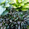 Живучка Chocolate Chip в теневом цветнике с голубой хостой Skylight и зелено-желтой Warwick Comet © blumgarden.ru
