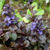Живучка ползучая «Блэк Скэллоп») © blumgarden.ru