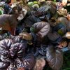 Рассада живучки ползучей Блэк Скэллоп (Ajuga Reptans Black Scallop) © blumgarden.ru