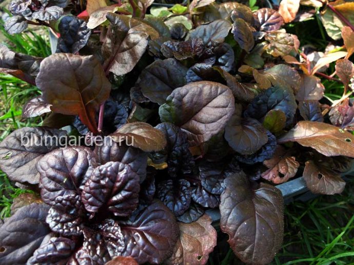 Живучка ползучая Блэк Скэллоп купить саженцы в blumgarden.ru