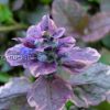 Живучка ползучая Burgundy Glow (Бургунди Глоу) © blumgarden.ru