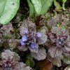 Живучка ползучая Black Scallop (Ajuga Reptans «Блэк Скэллоп») © blumgarden.ru