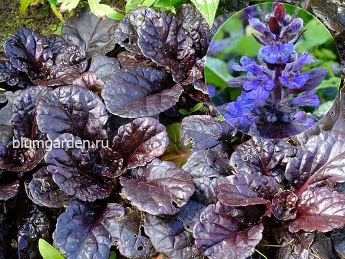 Живучка ползучая Блэк Скэллоп купить саженцы в blumgarden.ru
