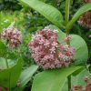 Ваточник (Asclepias) © blumgarden.ru