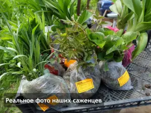 Пример саженца астильбы китайской Пумила (Pumila) во влажном мху сфагнуме перед отправкой почтой © Blumgarden.ru