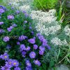 Астра кустовая синяя © blumgarden.ru