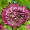 Астранция Ruby Cloud © blumgarden.ru