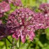 Астранция Ruby Cloud © blumgarden.ru