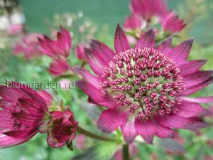 Астранция «Руби Клауд» (Astrantia Ruby Cloud)