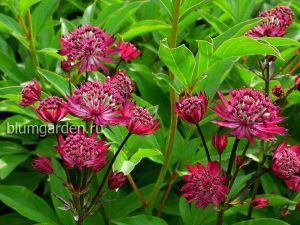 Астранция «Кларет» (Astrantia Claret)