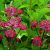 Астранция «Кларет» (Claret) © blumgarden.ru