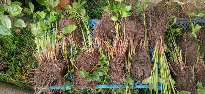 Астранция саженцы деление куста перед отправкой почтой © blumgarden.ru