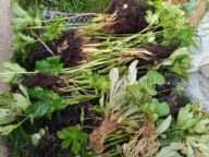 Астранция, лихнис, фиалка — саженцы с отмытыми корнями готовы к упаковке в мох сфагнум © Blumgarden.ru