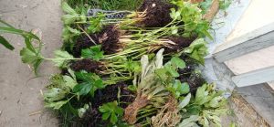 Астранция, лихнис, фиалка — саженцы с отмытыми корнями готовы к упаковке в мох сфагнум © Blumgarden.ru