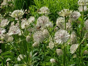 Астранция видовая (Astrantia)