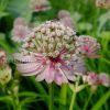 Астранция видовая светло-розовая © blumgarden.ru