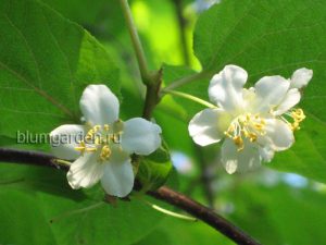 Актинидия коломикта мужская © blumgarden.ru