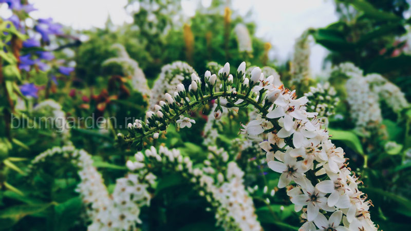 Дизайн сада - растения для сада © blumgarden.ru