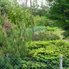 Ель подушковидная (Picea abies) © blumgarden.ru