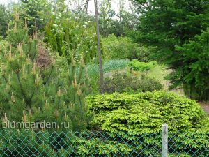 Ель подушковидная (Picea Abies) © Blumgarden.ru