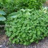 Герань кантабрийская в саду © blumgarden.ru
