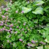 Герань почвопокровная Кембридж (Geranium cantabrigense Cambridge) © blumgarden.ru
