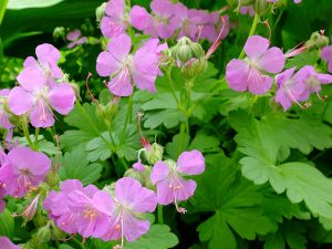 Герань кантабрийская «Кембридж» (Geranium Cantabrigense Cambridge)