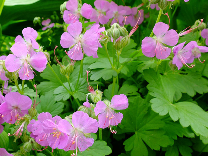 Герань кантабрийская «Кембридж» (Geranium cantabrigense Cambridge)