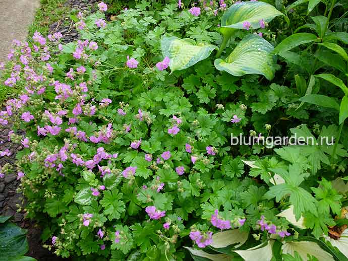 Герань почвопокровная Кембридж (Geranium cantabrigense Cambridge) © blumgarden.ru
