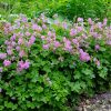 Герань Кембридж обрамляет край миксбордера © blumgarden.ru