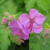 Герань крупнокорневищная (Geranium macrorrhizum) © blumgarden.ru
