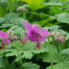 Герань крупнокорневищная (Geranium macrorrhizum) © blumgarden.ru