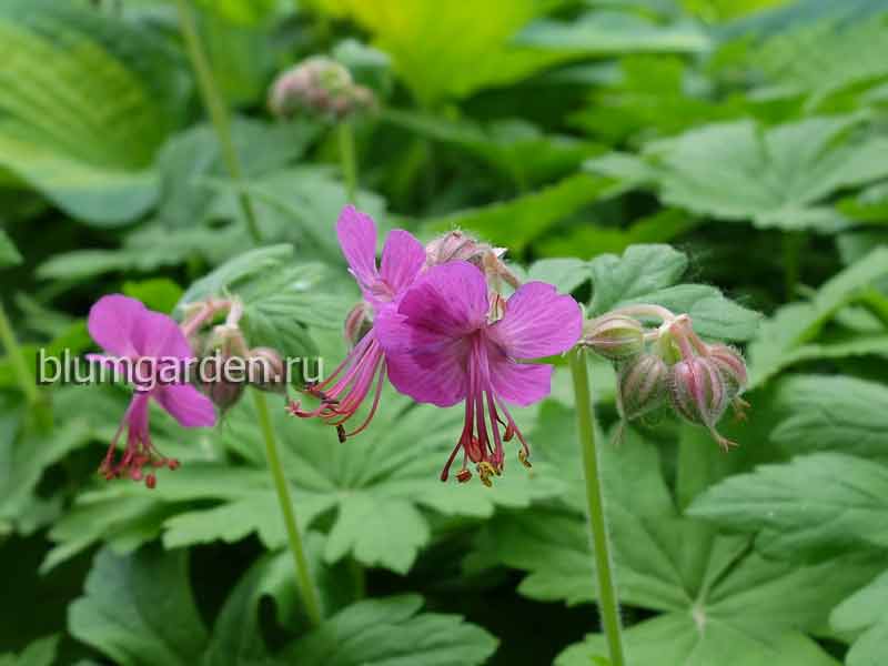 Герань крупнокорневищная (Geranium macrorrhizum) © blumgarden.ru