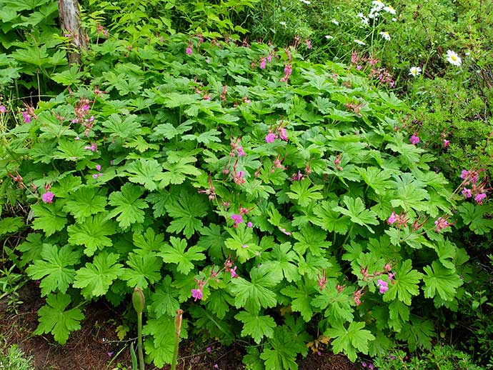 Герань крупнокорневищная (Geranium macrorrhizum)