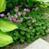 Герань крупнокорневищная и хоста Полс Глори в цветнике © blumgarden.ru