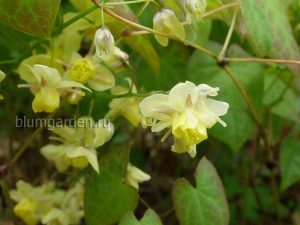 Горянка колхидская (Epimedium Colchicum)