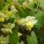 Горянка колхидская (Epimedium colchicum) © blumgarden.ru