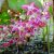 Горянка красная (Epimedium rubrum) © blumgarden.ru