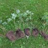 Саженцы горянки красной © blumgarden.ru