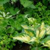 Хоста Нипперс в цветнике © blumgarden.ru