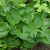 Хоста «Нипперс» (Hosta Nippers) © blumgarden.ru