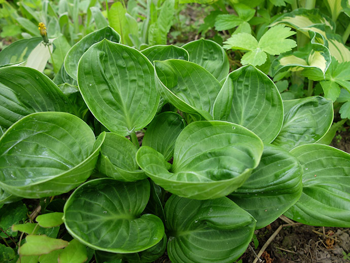 Хоста «Нипперс» (Hosta Nippers) © blumgarden.ru