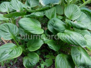 Хоста «Нипперс» (Hosta Nippers)