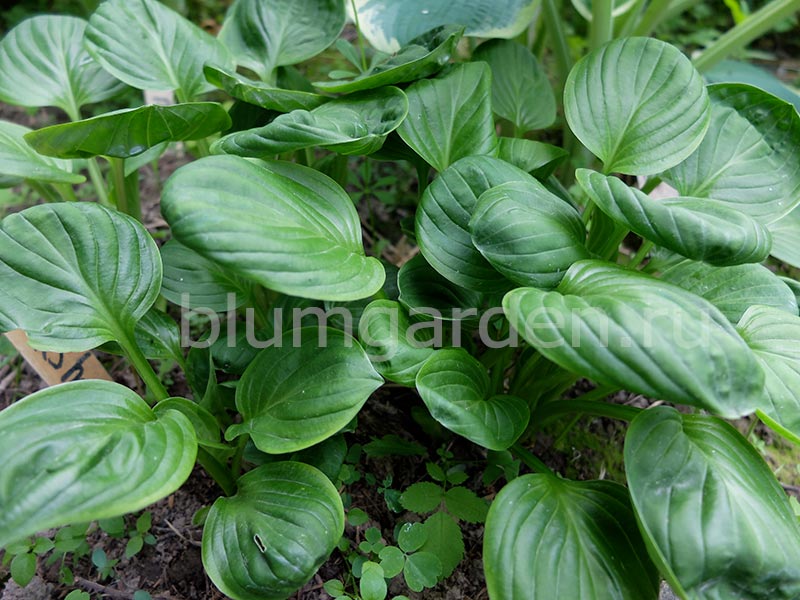 Хоста Нипперс (Nippers) © blumgarden.ru