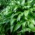 Хоста ланцетолистная (Hosta Lancifolia) © blumgarden.ru