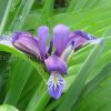 Ирис злаковидный (Iris graminea) © blumgarden.ru
