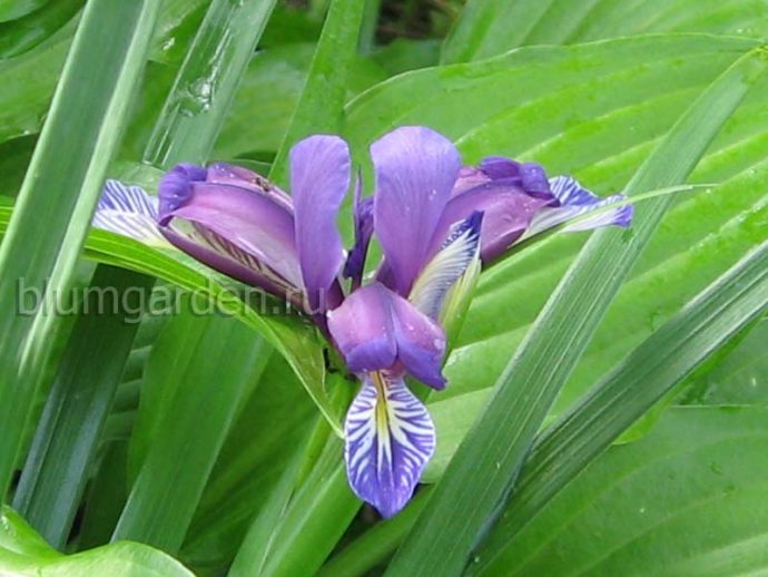 Ирис злаковидный (Iris graminea) © blumgarden.ru