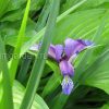Ирис злаковидный (Iris graminea) © blumgarden.ru