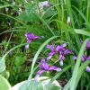 Ирис злаковидный (Iris graminea) © blumgarden.ru