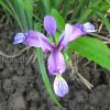 Ирис злаковидный (Iris graminea) © blumgarden.ru